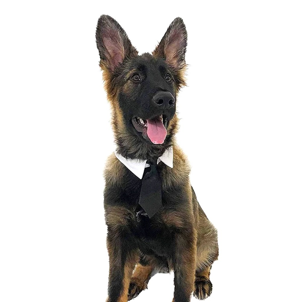 Midlee - Formal Black Doggy Tie